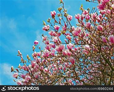 Blossoming magnolia tree in springtime