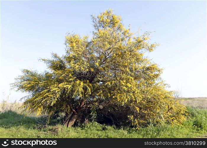 Blossoming mimosa tree in the fields from Portugal in springtime