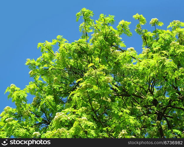 blossoming mountain ash on a blue sky background