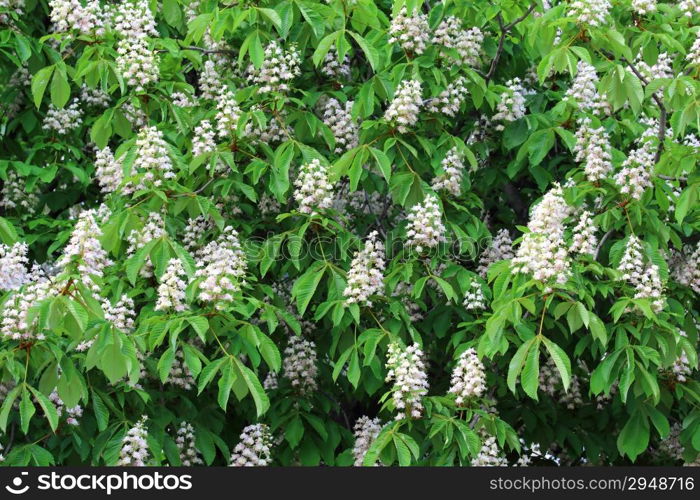 Blossoming of chestnut-tree with green leaf and white flowers background. Close-up.