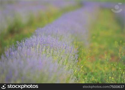 Blossoming Of Lavander Flowers On The Field
