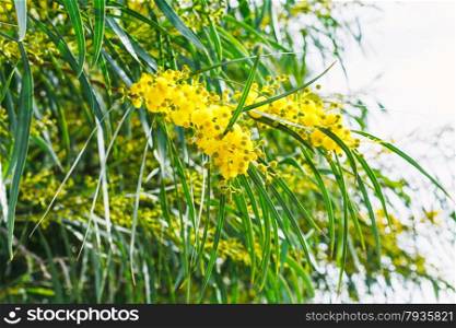 blossoming of mimosa tree (Acacia pycnantha, golden wattle) close up in spring, Sicily