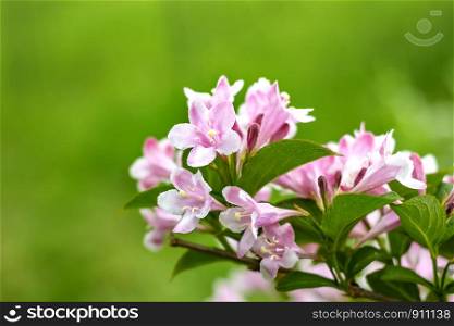 Blossoming of tree flowers in springtime with green leaves. Branch of a tree in the spring season. Spring background