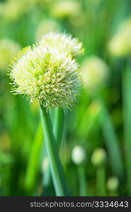 blossoming onion