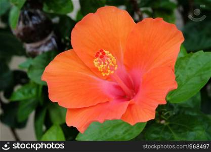 Blossoming orange hibiscus Flower,Tropical Flower.