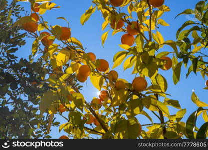 Blossoming orange tree on blue background
