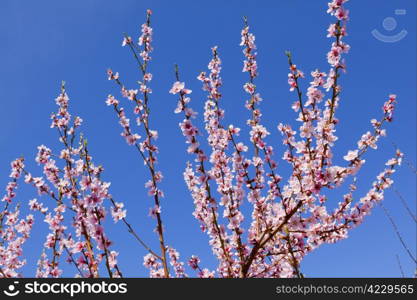 Blossoming orchard in the spring.