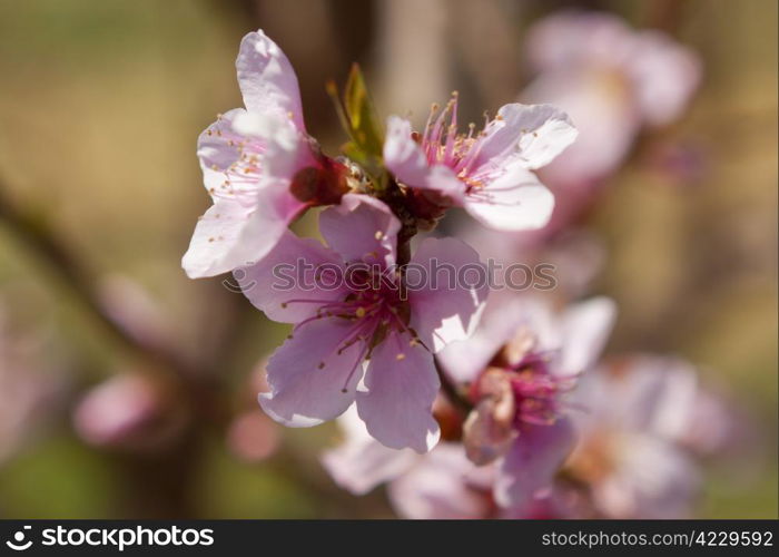 Blossoming orchard in the spring.