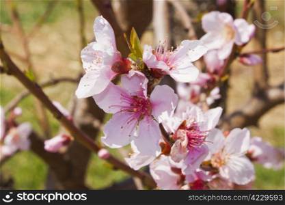 Blossoming orchard in the spring.