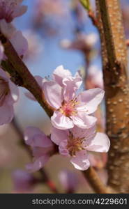 Blossoming orchard in the spring.