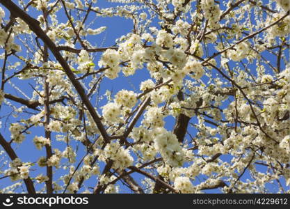 Blossoming orchard in the spring.