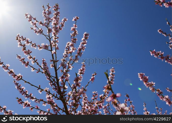 Blossoming orchard in the spring.