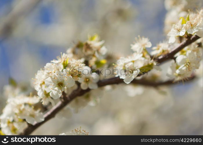 Blossoming orchard in the spring.