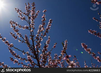 Blossoming orchard in the spring.