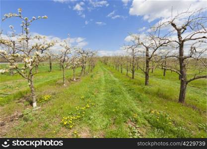 Blossoming orchard in the spring.