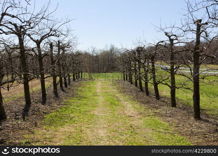 Blossoming orchard in the spring.