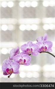 Blossoming orchid flowers with sunny light in glass windows (phalaenopsis spp.)