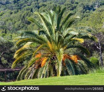 Blossoming palm tree with yellow flowers in nature park.