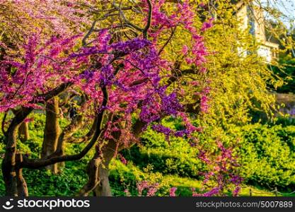 Blossoming peach tree at Montjuic hill in spring day. Barcelona, Catalonia.