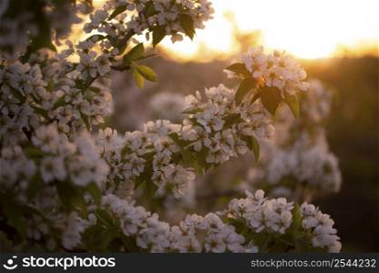 blossoming pear branch in the spring garden at sunset