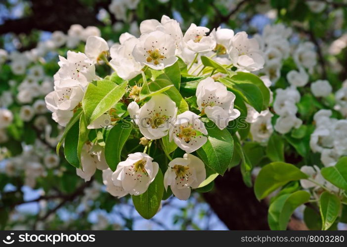 Blossoming pear on a background of blue sky
