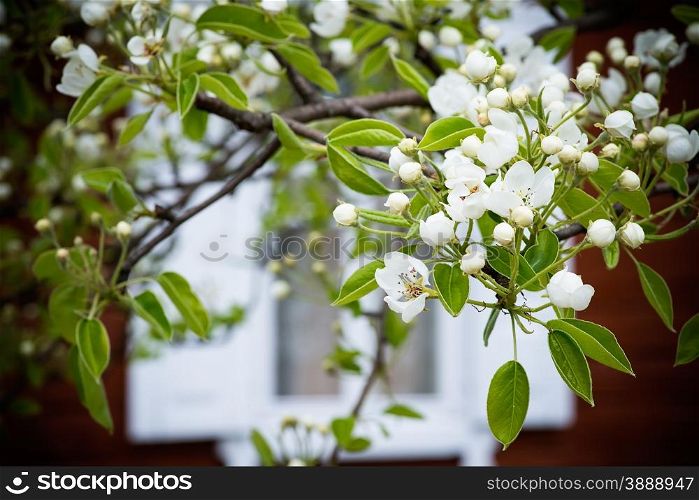 Blossoming pear tree, old country house window on the background, selective focus