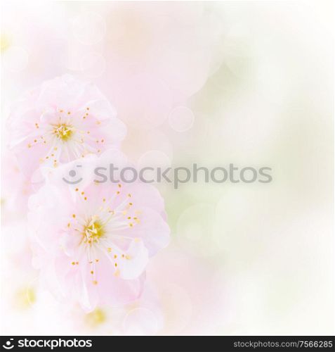 Blossoming pink cherry flowers on green garden background. Cherry Flowers in green garden