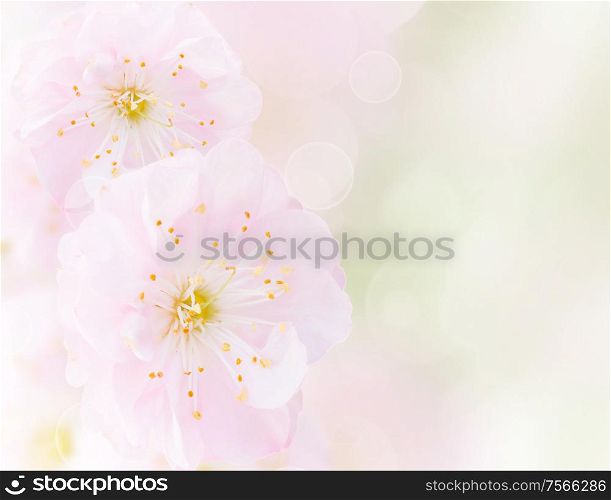 Blossoming pink cherry flowers on green garden background. Cherry Flowers in green garden