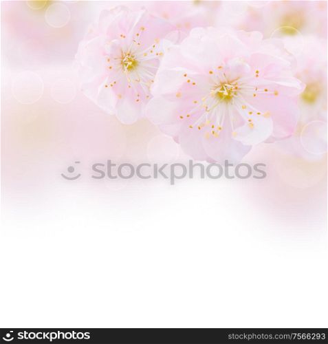 Blossoming pink cherry flowers on white background. Cherry Flowers in green garden