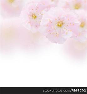 Blossoming pink cherry flowers on white background. Cherry Flowers in green garden