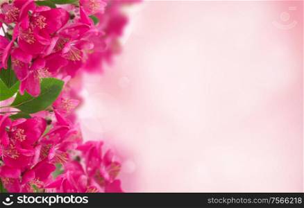 Blossoming pink cherry tree flowers on pink bokeh background. Blossoming Plum Flowers on sky background