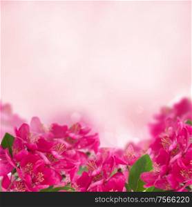 Blossoming pink cherry tree flowers on pink bokeh background. Blossoming Plum Flowers on sky background
