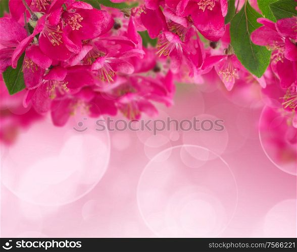 Blossoming pink cherry tree flowers on white background. Blossoming Plum Flowers on sky background