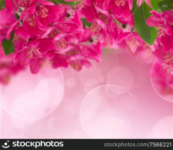 Blossoming pink cherry tree flowers on white background. Blossoming Plum Flowers on sky background