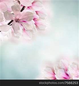 Blossoming pink magnolia tree branch with flowers against blue sky background. Blossoming pink magnolia tree Flowers