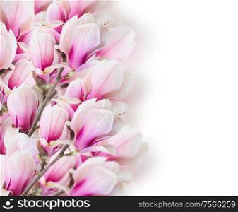 Blossoming pink magnolia tree branch with flowers on white background. Blossoming pink magnolia tree Flowers