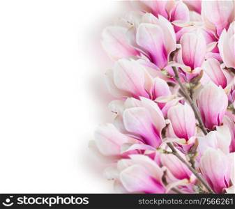 Blossoming pink magnolia tree branch with flowers on white background. Blossoming pink magnolia tree Flowers