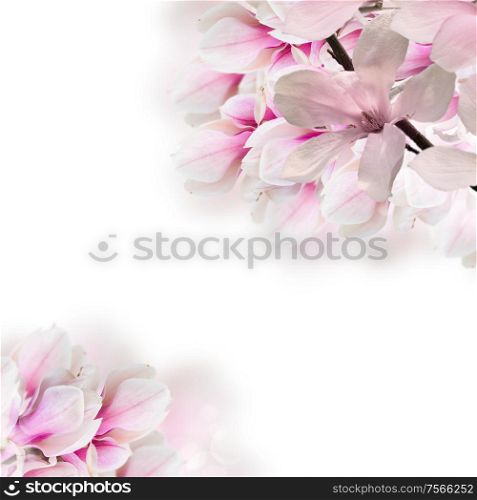 Blossoming pink magnolia tree branch with flowers over white background. Blossoming pink magnolia tree Flowers