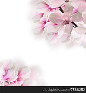 Blossoming pink magnolia tree branch with flowers over white background. Blossoming pink magnolia tree Flowers