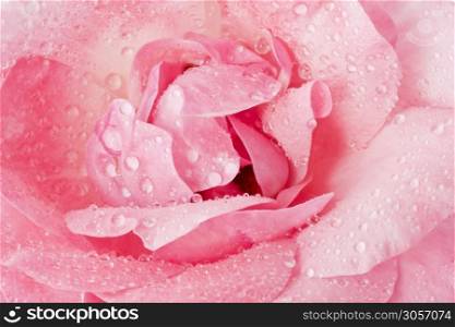 Blossoming pink rose close up