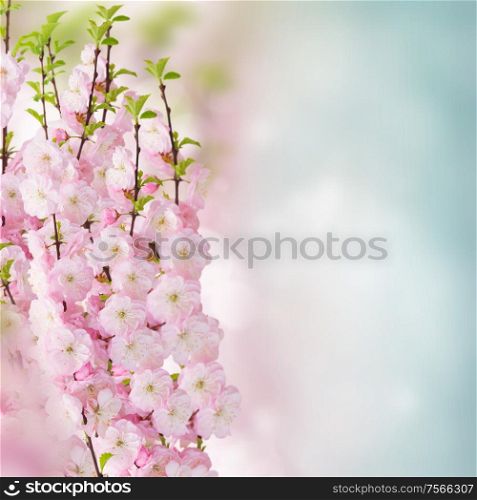 Blossoming pink sacura cherry tree flowers against blue sky background. Blossoming pink tree Flowers