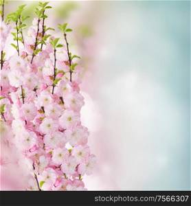 Blossoming pink sacura cherry tree flowers against blue sky background. Blossoming pink tree Flowers