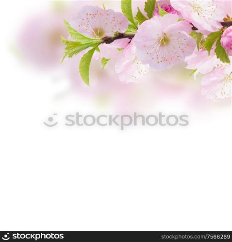Blossoming pink sacura cherry tree flowers branch close up against white background. Blossoming pink tree Flowers