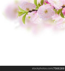 Blossoming pink sacura cherry tree flowers branch close up against white background. Blossoming pink tree Flowers