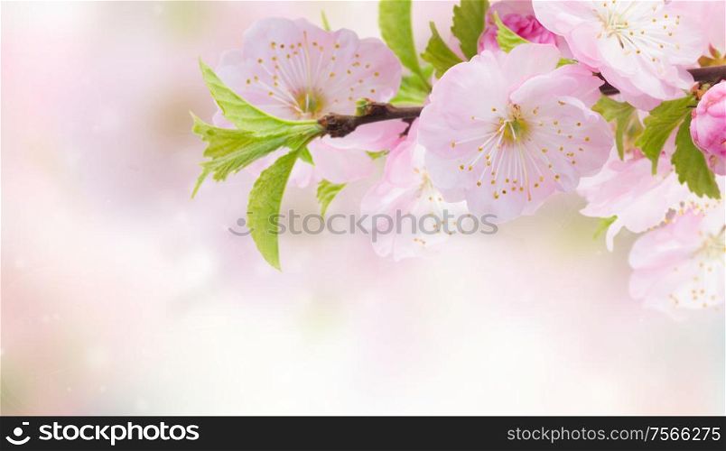 Blossoming pink sacura cherry tree flowers close up against pink background banner. Blossoming pink tree Flowers