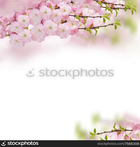 Blossoming pink sacura cherry tree flowers frame against white background. Blossoming pink tree Flowers