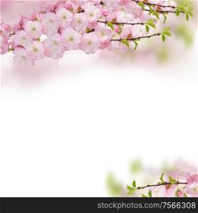 Blossoming pink sacura cherry tree flowers frame against white background. Blossoming pink tree Flowers