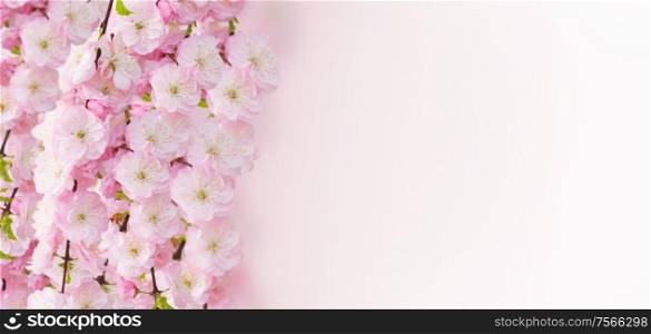 Blossoming pink sacura cherry tree flowers on white background banner. Blossoming pink tree Flowers