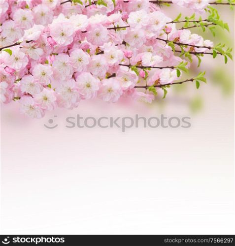 Blossoming pink sacura cherry tree flowers on white background. Blossoming pink tree Flowers