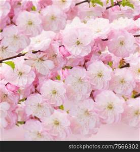 Blossoming pink sacura cherry tree flowers on white background. Blossoming pink tree Flowers